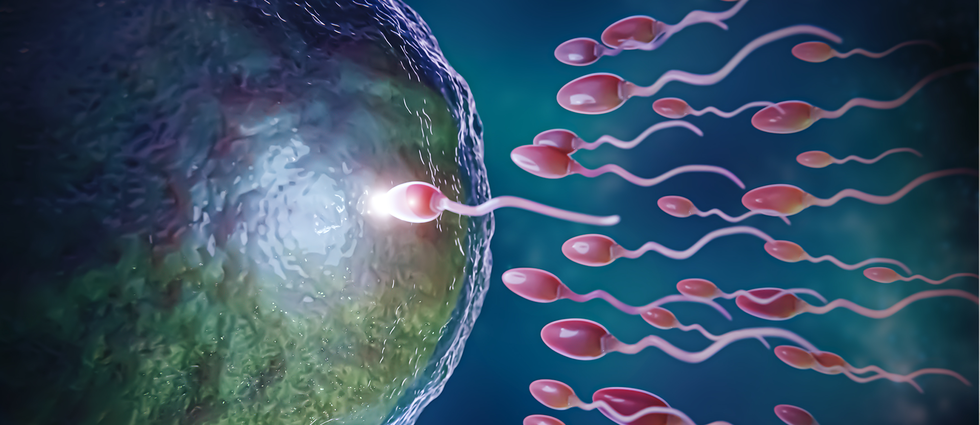 What is the Ovulation (Fertility) Period? How to Calculate?